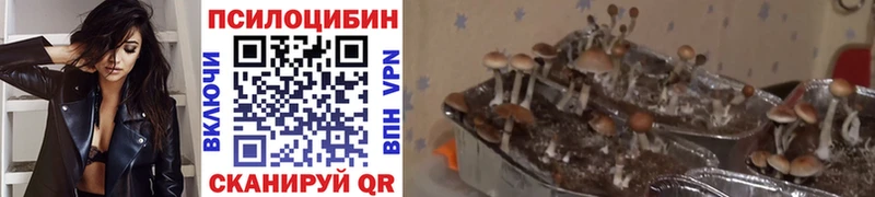 купить наркоту  Холмск  KRAKEN зеркало  Псилоцибиновые грибы ЛСД 