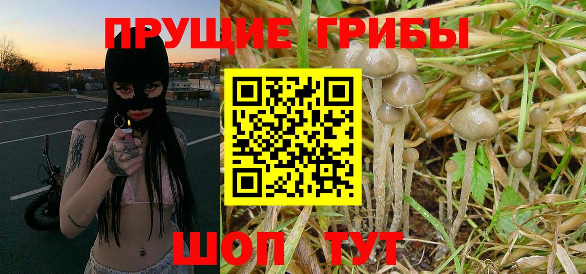 Галлюциногенные грибы Psilocybine cubensis Холмск